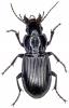 Pterostichus melanarius